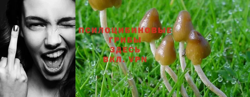 даркнет какой сайт  KRAKEN как войти  Псилоцибиновые грибы MAGIC MUSHROOMS  Анапа  купить наркотики сайты 